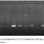 Figure 6: Agarose electrophoresis (0.7%) of amplicon (249 bp) of oprI gene of P. aeruginosa.