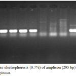Figure 7: Agarose electrophoresis (0.7%) of amplicon (295 bp) of lasI gene of P. aeruginosa.