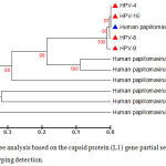 Figure 3: Phylogenetic tree analysis based on the capsid protein (L1) gene partial sequence that used for local Human papillomavirus typing detection.