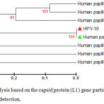 Figure 4: Phylogenetic tree analysis based on the capsid protein (L1) gene partial sequence that used for local Human papilloma virus typing detection.