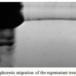 Figure 1: Proteins electrophoresis migration of the supernatant treated with TCA and Zn2so4. MW (molecular weight), TCA: supernatant treated with TCA. Zn2so4: supernatant treated with Zn2so4