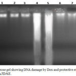 Figure 6: Agarose gel showing DNA damage by Dox and protective effects of various fractions of AJDAE.