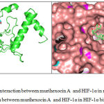 Figure 2: a. Complex interaction between murihexocin A and HIF-1α in ribbon-stick form; b. Complex interaction between murihexocin A and HIF-1α in HIF-1α binding pocket.