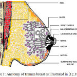 Figure 1: Anatomy of Human breast as illustrated in [12, Fig. 2]