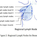 Figure 2: Regional Lymph Nodes for Breast.