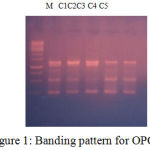 Figure 1: Banding pattern for OPC7.
