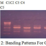 Figure 2: Banding Patterns For OPC 10.