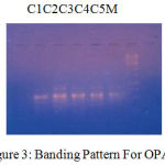 Figure 3: Banding Pattern For OPA 5.