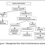 Figure 1: Management flow chart of brachial plexus injuries.3