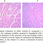 Figure 4: Histological evaluation of effect exerted by compound 3 against ischemia-reperfusion using the technique modifies reported by Engelhardt [28]. In the scheme E (control) a marked alteration of the structure of the myocardium section characterized by the appearance of extensive necrosis, bands of contraction and thinning of myofibrils were observed. In addition, in the scheme F is shown a decreased of myocardial necrosis by presence of compound 3.