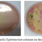 Figure 1: Salmonella typhimurium colonies on the SS agar medium.