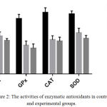 Figure 2: The activities of enzymatic antioxidants in control and experimental groups.