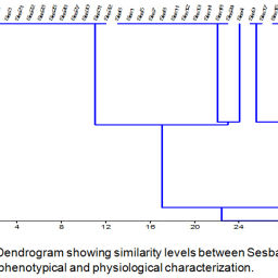Physiological and Molecular Assessment of Sesbania Root Nodules ...