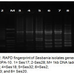 Figure 2: RAPD fingerprint of Sesbania isolates generated by primer OPA-10. 1= Ses17; 2-Ses28; M= 1kb DNA ladder; 3=Ses7; 4=Ses18; 5=Ses32; 6=Ses2; 7=Ses13; and 8= Ses20.