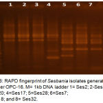 Figure 3: RAPD fingerprint of Sesbania isolates generated by primer OPC-16. M= 1kb DNA ladder 1= Ses2; 2-Ses13; 3=Ses20; 4=Ses17; 5=Ses28; 6=Ses7; 7=Ses18; and 8= Ses32.
