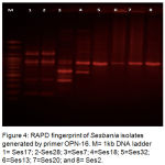 Figure 4: RAPD fingerprint of Sesbania isolates generated by primer OPN-16. M= 1kb DNA ladder 1= Ses17; 2-Ses28; 3=Ses7; 4=Ses18; 5=Ses32; 6=Ses13; 7=Ses20; and 8= Ses2.