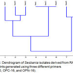 Figure 5: Dendrogram of Sesbania isolates derived from RAPD fingerprints generated using three different primers (OPA-10, OPC-16, and OPN-16).