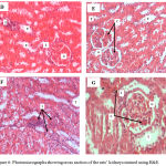 Figure 6: Photomicrographs showing cross section of the rats’ kidneys stained using H&E.