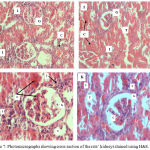 Figure 7: Photomicrographs showing cross section of the rats’ kidneys stained using H&E.