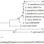 Figure 1: Neighbour-joining phylogram was reconstructed by MEGA6 from D1/D2 domain.