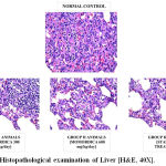 Figure 13: Histopathological examination of Liver [H&E, 40X].