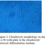 Figure 2: Chondrocyte morphology on day 7 in a 96 wells-plate in the chondrocyte/ osteocyte differentiation medium.