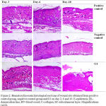 Figure 2: Hematoxylin-eosin histological sections of wound site obtained from positive control group, negative control group and G1 on day 2, 6 and 10. E-epidermis; DL-demarcation line; BV-blood vessel; C-collagen; SC-subcutaneous layer. Magnifications (x10).