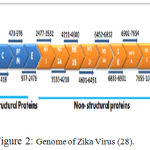 Figure 2: Genome of Zika Virus (28).