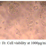Figure 1b: Cell viability at 1000μg/ml.