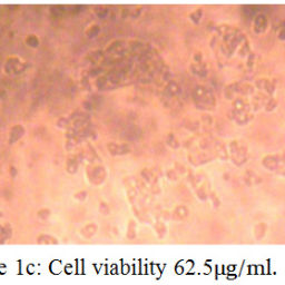 In Vitro Cytotoxicity Activity of Ethanolic Leaf Extract of Costus ...