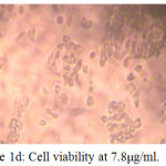 Figure 1d: Cell viability at 7.8μg/ml.
