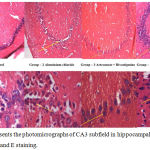 Figure 4: Represents the photomicrographs of CA3 subfield in hippocampal sections with H and E staining.