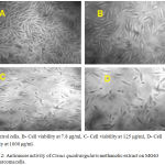 Figure 2: Anticancer activity of Cissus quadrangularis methanolic extract on MG63 osteosarcoma cells.