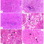 Figure 1: Liver histopathology, Rat.