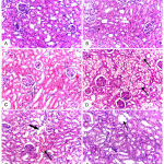 Figure 2: Kidney histopathology, Rat.