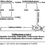 Figure 1: AR activity and consumption of NADPH: