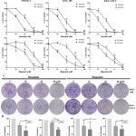 Figure 1: The antiproliferative effect of honokiol and magnolol on CCA cells.