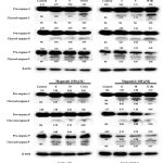 Figure 4: Honokiol and magnolol induced caspase-dependent apoptosis.