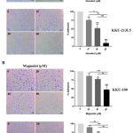Figure 5: The inhibitory effects of honokiol and magnolol on cell adhesions of CCA cells.