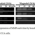 Figure 7: The suppression of MMPs activities by honokiol and magnolol on CCA cells.