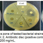 Figure 1: Growth inhibitions zone of tested bacterial strains by H. diversifolia leaves extract. 1, negative control; 2, Antibiotic disc (positive control); 3, 50 mg/mL, 4, 100 mg/mL, 5, 150 mg/mL, 6, 200 mg/mL.
