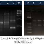 Figure 3: PCR amplification, 3a: By RAPD primer, 3b: By ISSR primer.