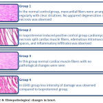 Figure 8: Histopathological changes in heart.