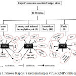 Figure 1: Shows Kaposi’s sarcoma herpes virus (KSHV) life cycle.