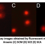 Figure 6: Representative comet assay images obtained by fluorescent microscopy; Groups: (A) Control (B) Arsenic (C) SCM (D) SCE (E) SCA