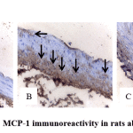 Figure 2: MCP-1 immunoreactivity in rats abdominal aorta.