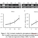 Figure 1: PGC-1a bands visualized by electrophoresis (Bluepads) (A), PGC-1a mRNA expressions in soleus (B) and gastrocnemius muscle(C). Values are expressed as Mean ± SEM. (*=p