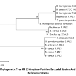 Figure 1: Phylogenetic tree of 13 amylase-positive bacterial strains and 2 Bacillus reference strains