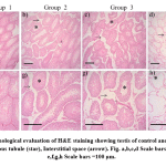 Figure 6: Morphological evaluation of H&E staining showing testis of control and stress received rats. Seminiferous tubule (star), Interstitial space (arrow). Fig. a,b,c,d Scale bars =200 μm. Fig. e,f,g,h Scale bars =100 μm.