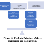 Figure 12: The basic Principles of tissue engineering and Regeneration.